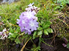 Primula atrodentata