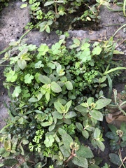 Euphorbia ophthalmica