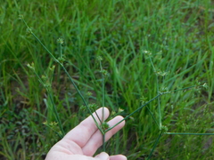 Juncus validus