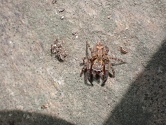 Mexigonus morosus