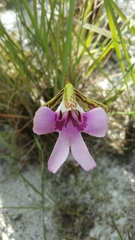 Cynorkis uniflora image