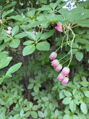 Enkianthus