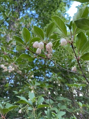 Enkianthus