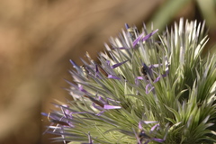 Echinops strigosus