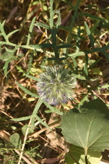 Echinops strigosus