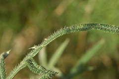 Echinops strigosus