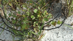 Phyllanthus betsileanus