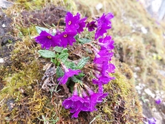 Primula tsariensis