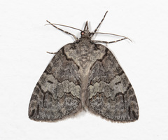 Hydriomena transfigurata