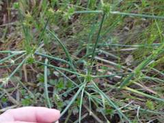Juncus validus