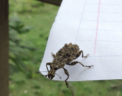 Goniocloeus umbrinus