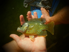 Lepomis gibbosus × cyanellus