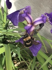 Bombus mckayi