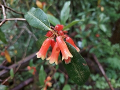 Rhododendron keysii