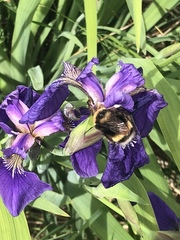 Bombus mckayi