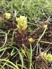 Castilleja ambigua