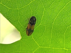 Horistonotus curiatus