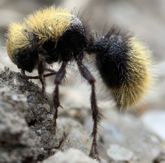 Dasymutilla coccineohirta