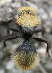 Dasymutilla coccineohirta