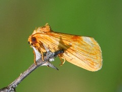 Cirrhophanus pretiosa