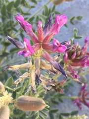 Astragalus crotalariae
