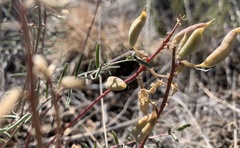 Astragalus eremiticus