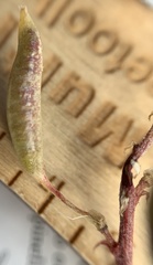 Astragalus eremiticus