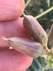 Astragalus crotalariae