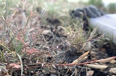 Astragalus eremiticus