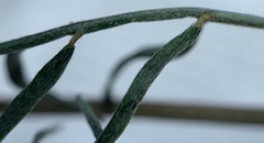 Astragalus eremiticus