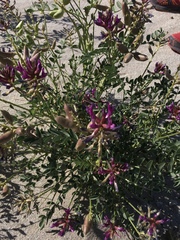 Astragalus crotalariae