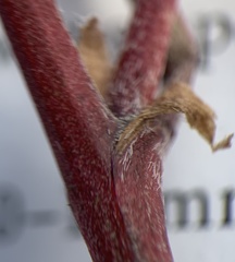 Astragalus eremiticus