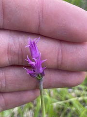 Allium brevistylum