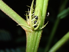 Coptosoma variegatum