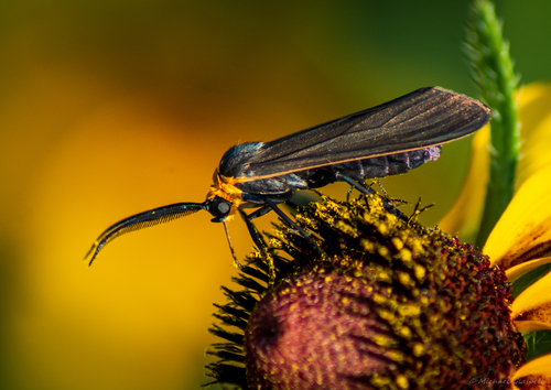 Yellow-collared Scape Moth, photo 3 of 9