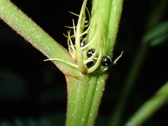 Coptosoma variegatum