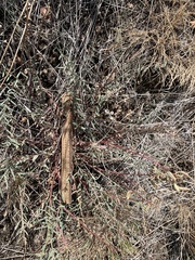 Astragalus eremiticus