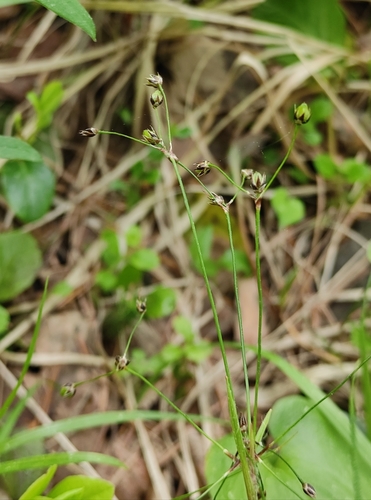 Image of Luzula rufescens by (c) Юлия, some rights reserved (CC BY)