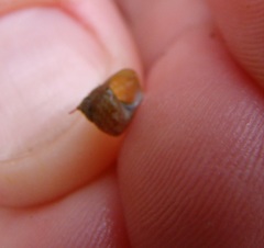 Cantharidus dilatatus