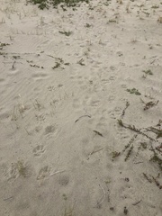 Canis lupus crassodon