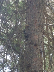 Picoides