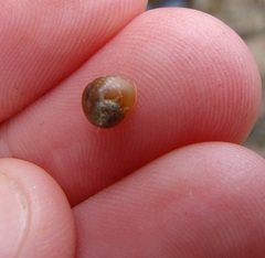 Cantharidus dilatatus