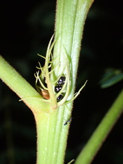 Coptosoma variegatum