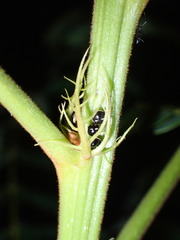 Coptosoma variegatum