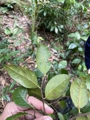 Nectandra patens