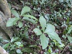 Cordia sulcata