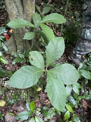 Cordia sulcata
