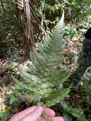 Blechnum occidentale
