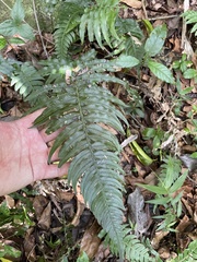 Blechnum occidentale