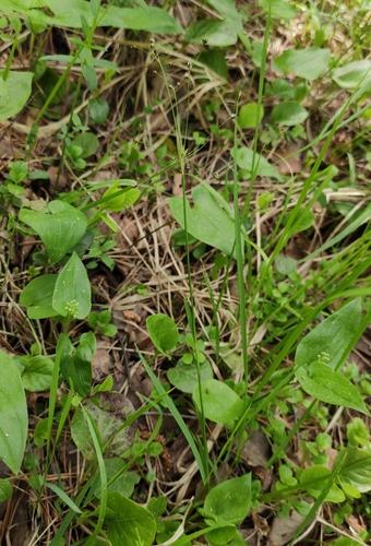Image of Luzula rufescens by (c) Юлия, some rights reserved (CC BY)